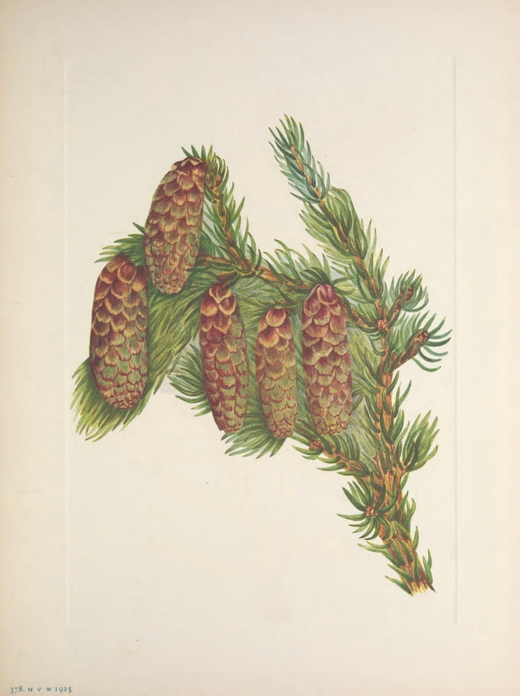 N American Wild Flowers 1925 Engelmann Spruce Canvas Art - Mary V Walcott (24 x 36)