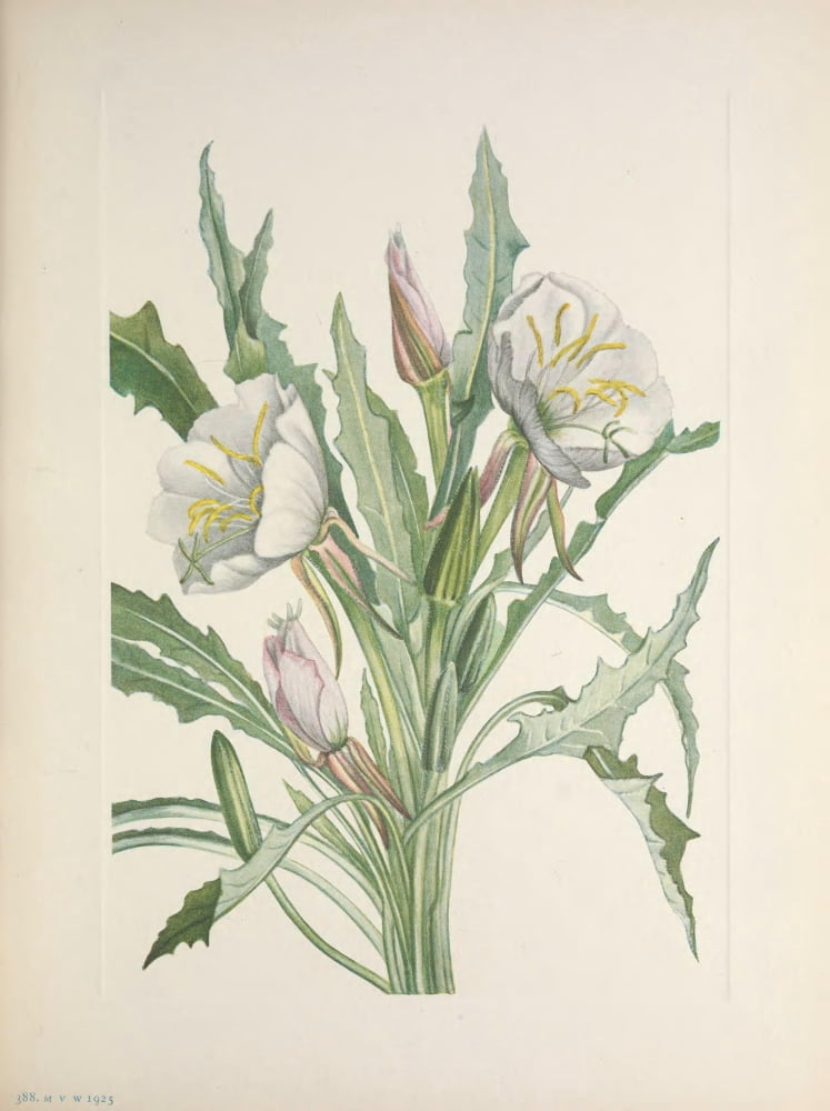 N American Wild Flowers 1925 Evening Primrose Canvas Art - Mary V Walcott (24 x 36)