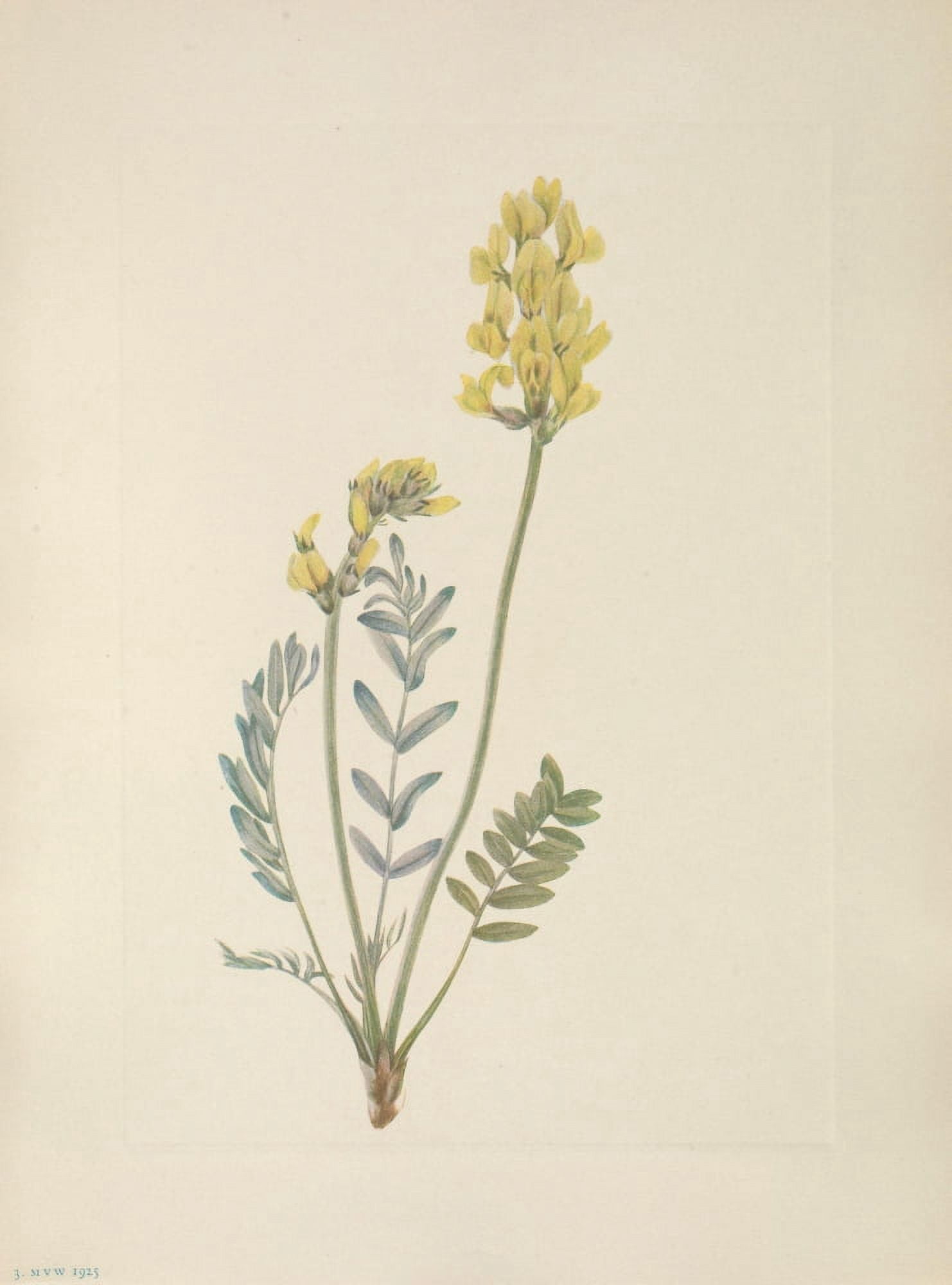 N American Wild Flowers 1925 False Locoweed Canvas Art - Mary V Walcott (18 x 24)