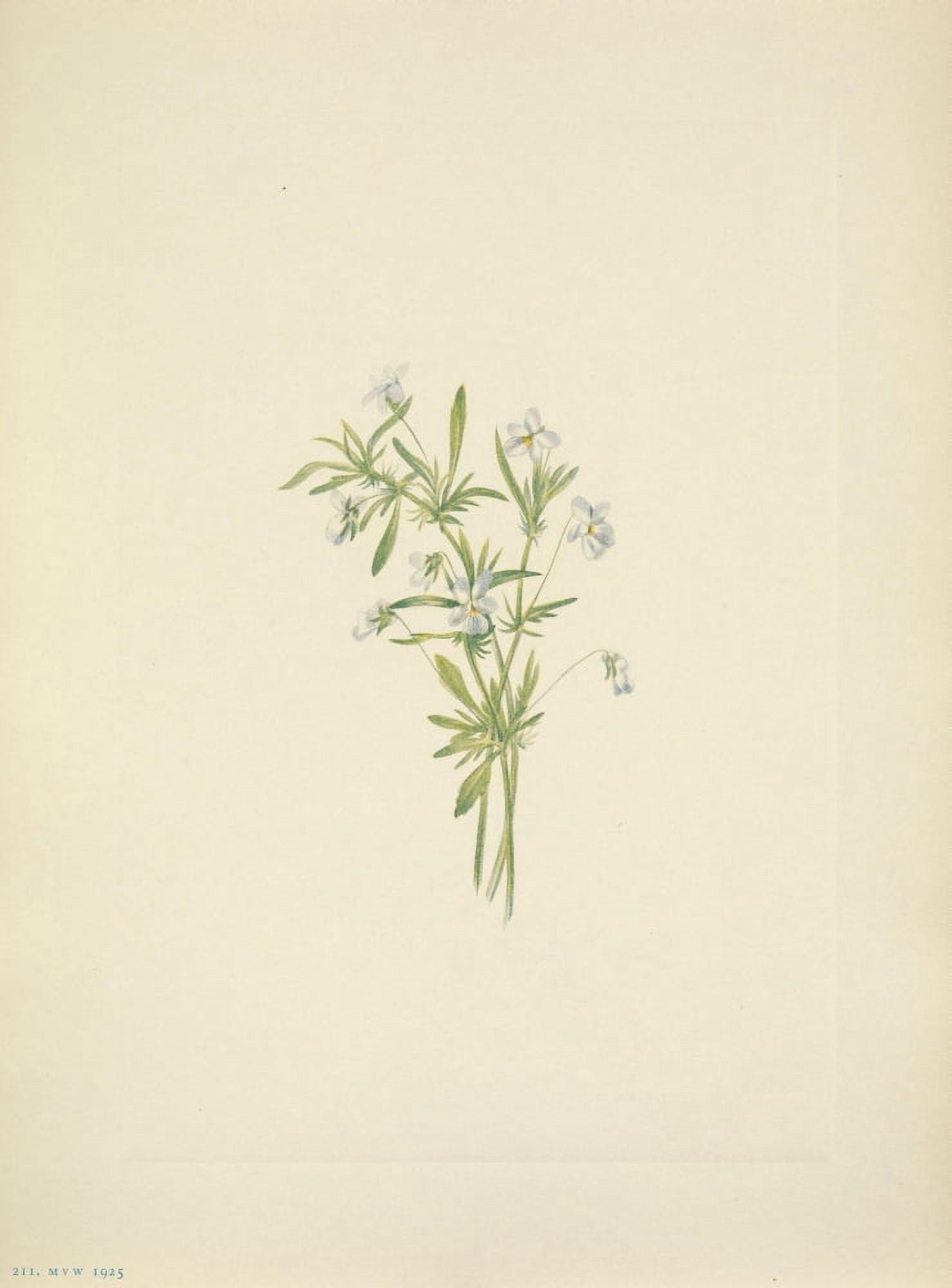 N American Wild Flowers 1925 Field Violet Canvas Art - Mary V Walcott (18 x 24)