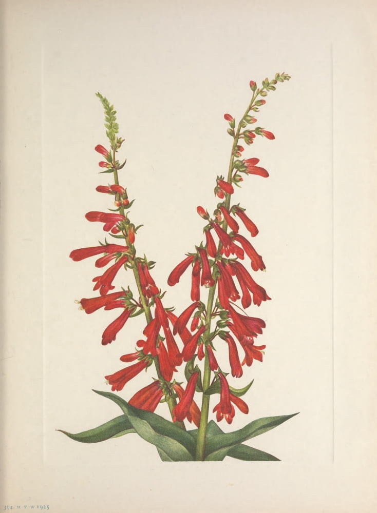N American Wild Flowers 1925 Fire Pentstemon Canvas Art - Mary V Walcott (18 x 24)