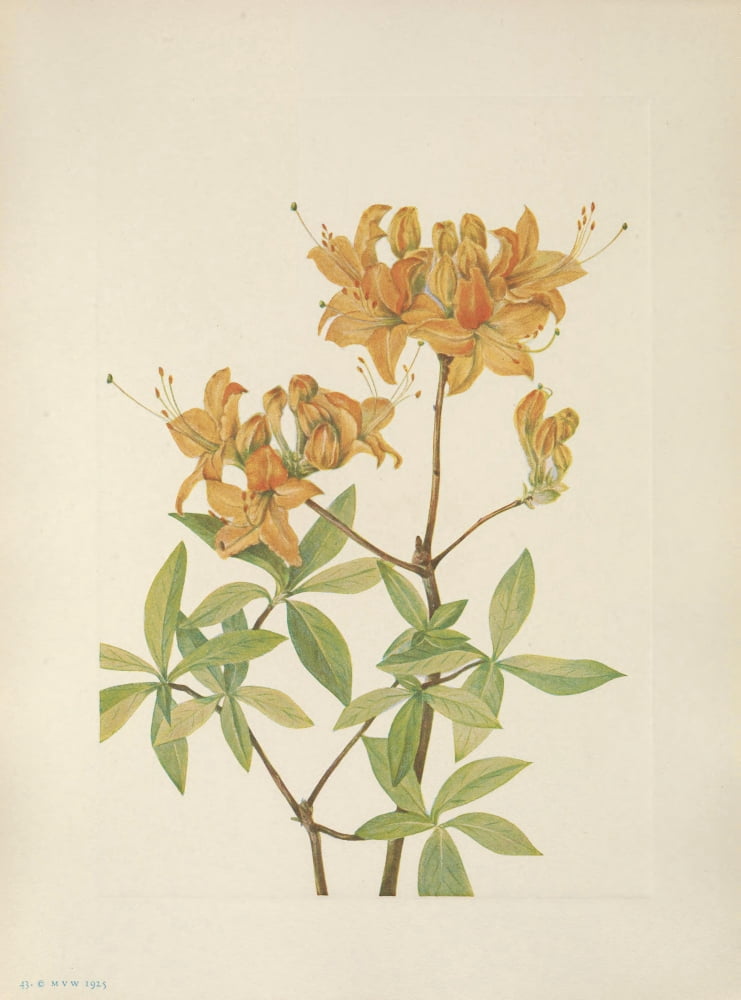 N American Wild Flowers 1925 Flame Azalea Canvas Art - Mary V Walcott (18 x 24)