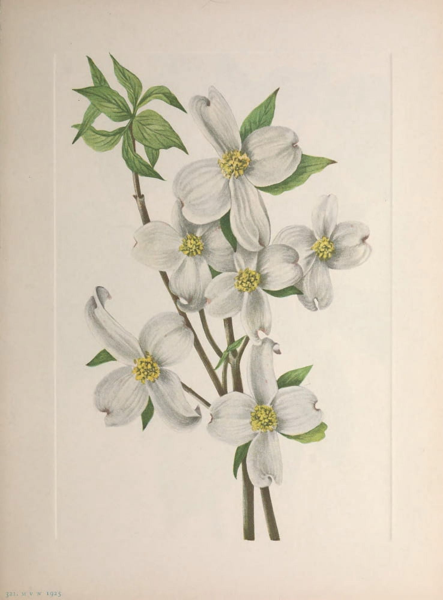 N American Wild Flowers 1925 Flowering Dogwood Canvas Art - Mary V Walcott (18 x 24)
