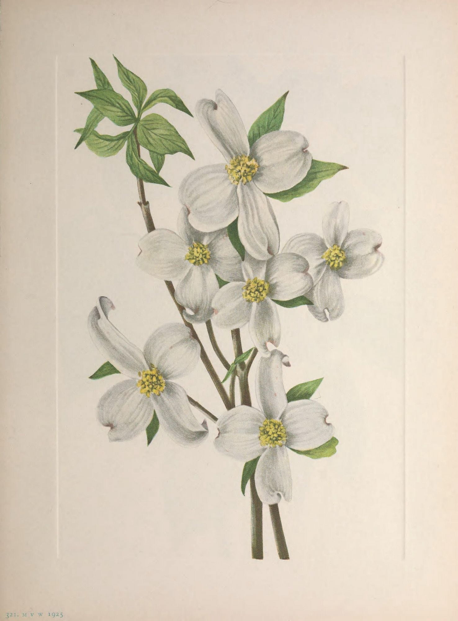 N American Wild Flowers 1925 Flowering Dogwood Canvas Art - Mary V Walcott (24 x 36)