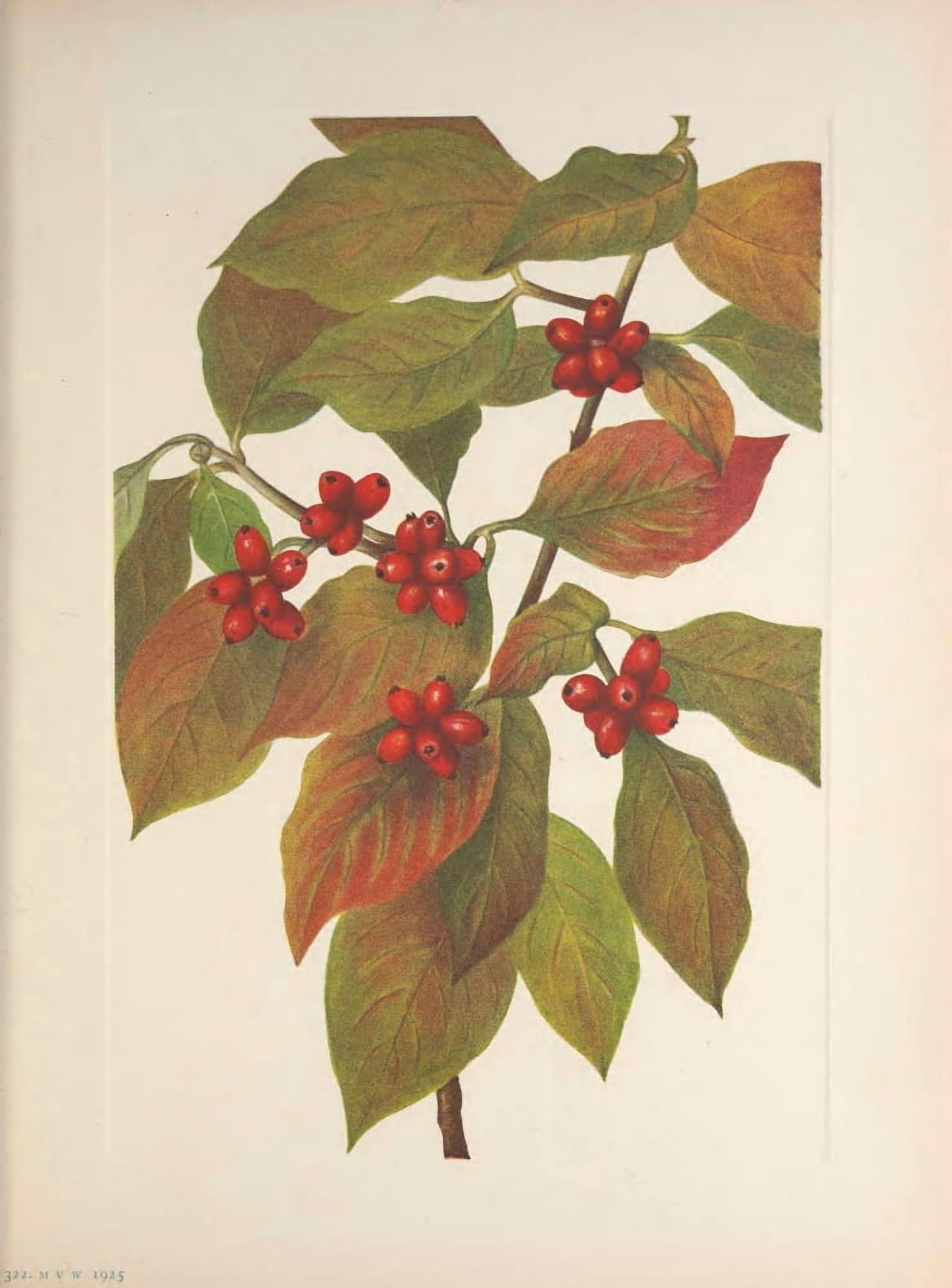 N American Wild Flowers 1925 Flowering Dogwood Fruit Canvas Art - Mary V Walcott (18 x 24)