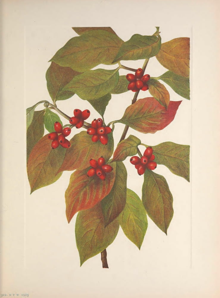 N American Wild Flowers 1925 Flowering Dogwood Fruit Canvas Art - Mary V Walcott (24 x 36)