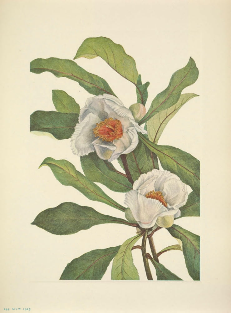 N American Wild Flowers 1925 Franklinia Canvas Art - Mary V Walcott (24 x 36)
