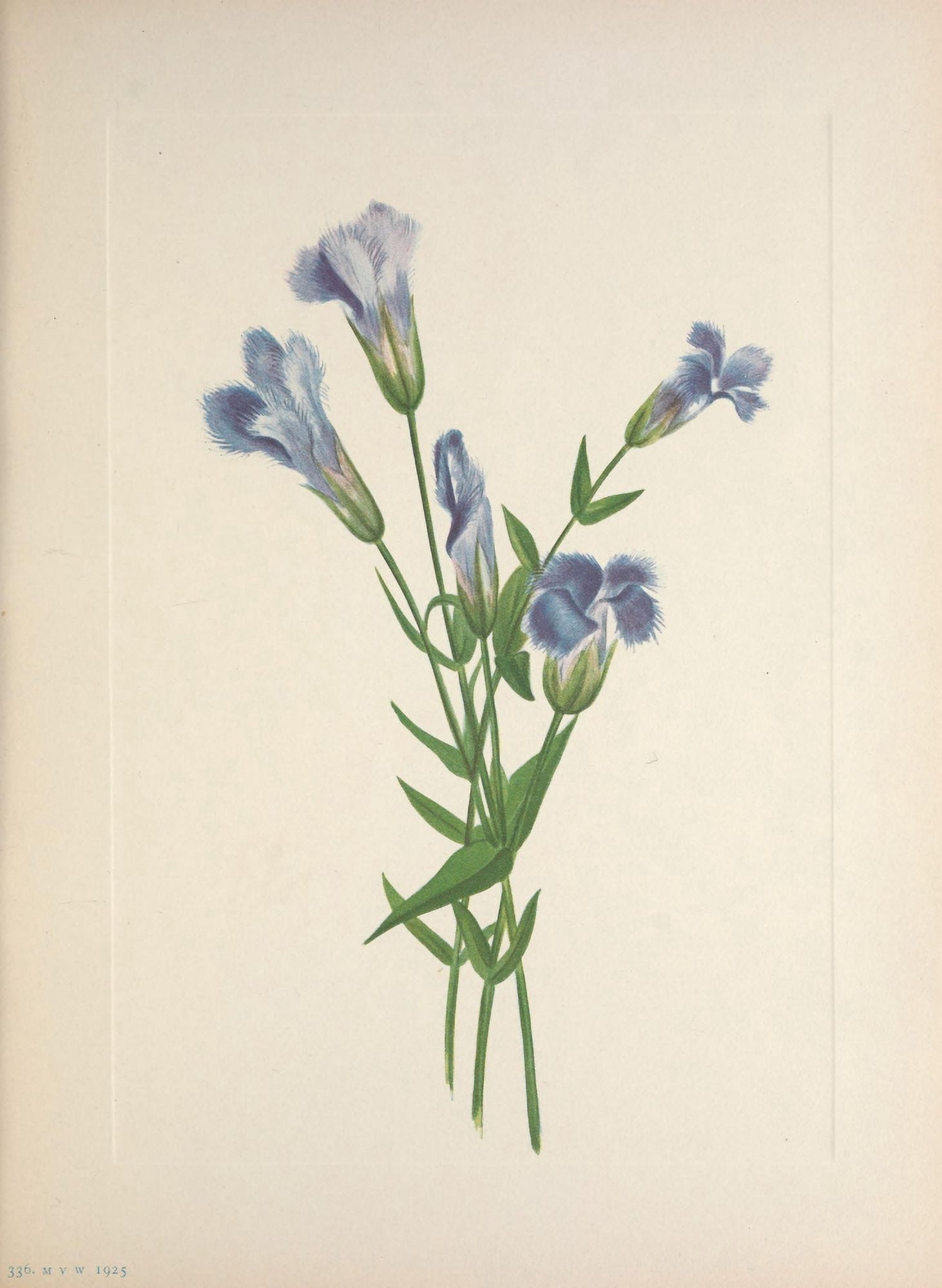 N American Wild Flowers 1925 Fringed Gentian Canvas Art - Mary V Walcott (24 x 36)