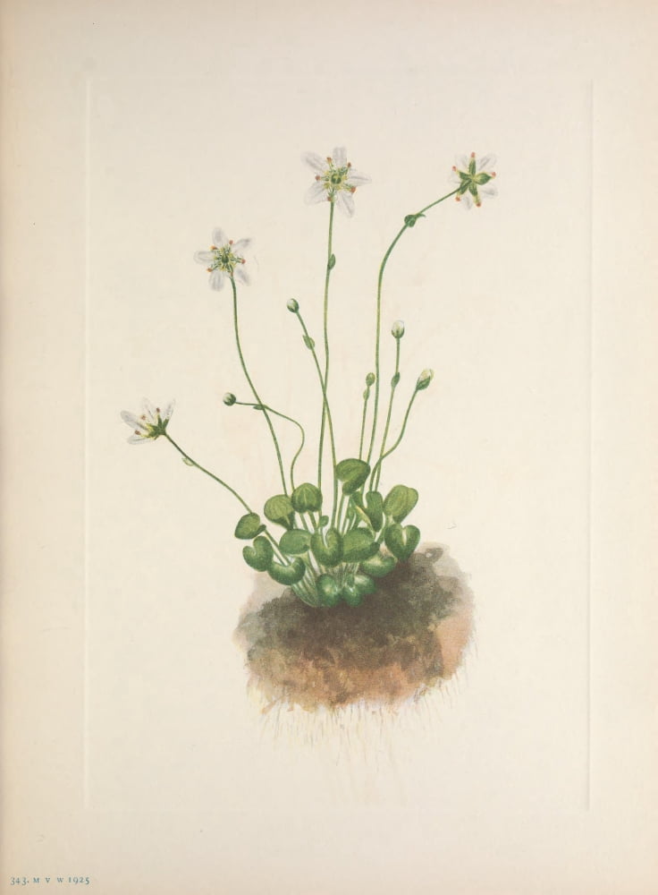 N American Wild Flowers 1925 Fringed Parnassia Canvas Art - Mary V Walcott (18 x 24)