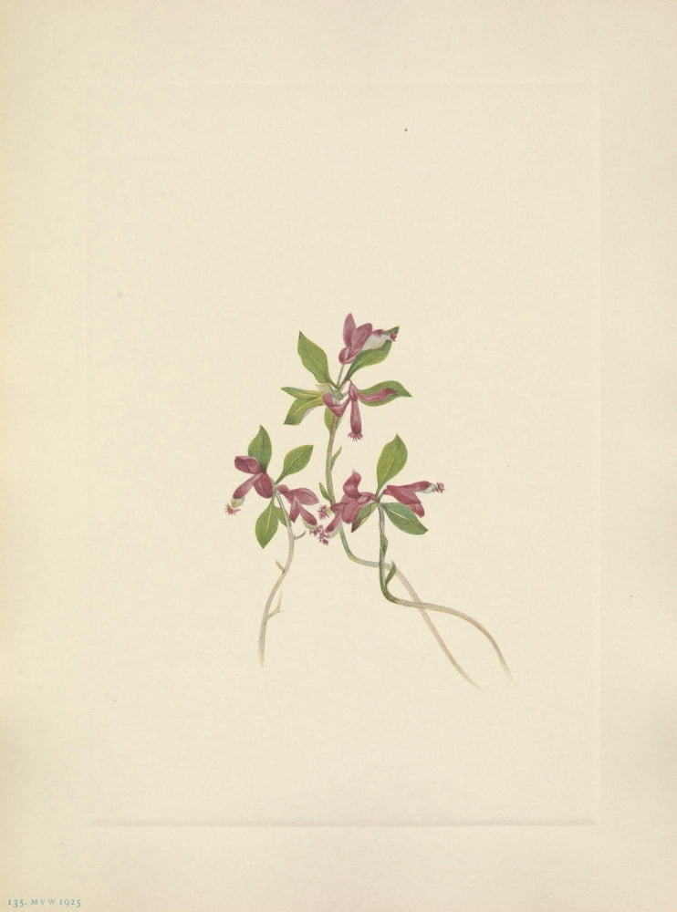 N American Wild Flowers 1925 Fringed Polygala Canvas Art - Mary V Walcott (18 x 24)