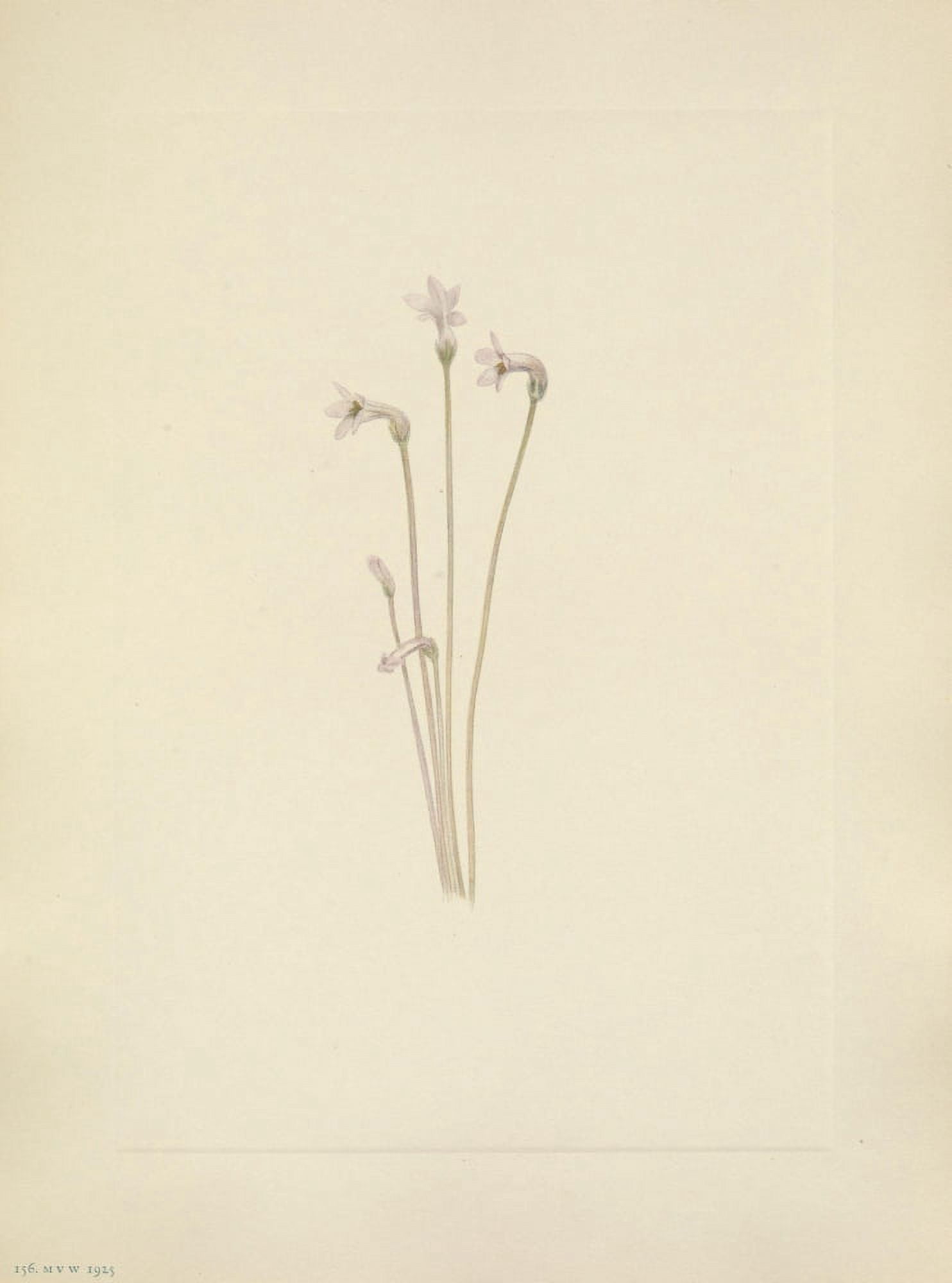 N American Wild Flowers 1925 Ghostpipe Canvas Art - Mary V Walcott (24 x 36)