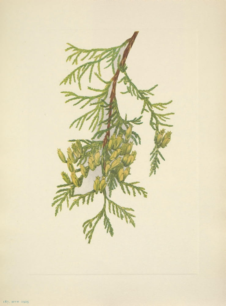 N American Wild Flowers 1925 Giant Arborvitae Canvas Art - Mary V Walcott (24 x 36)