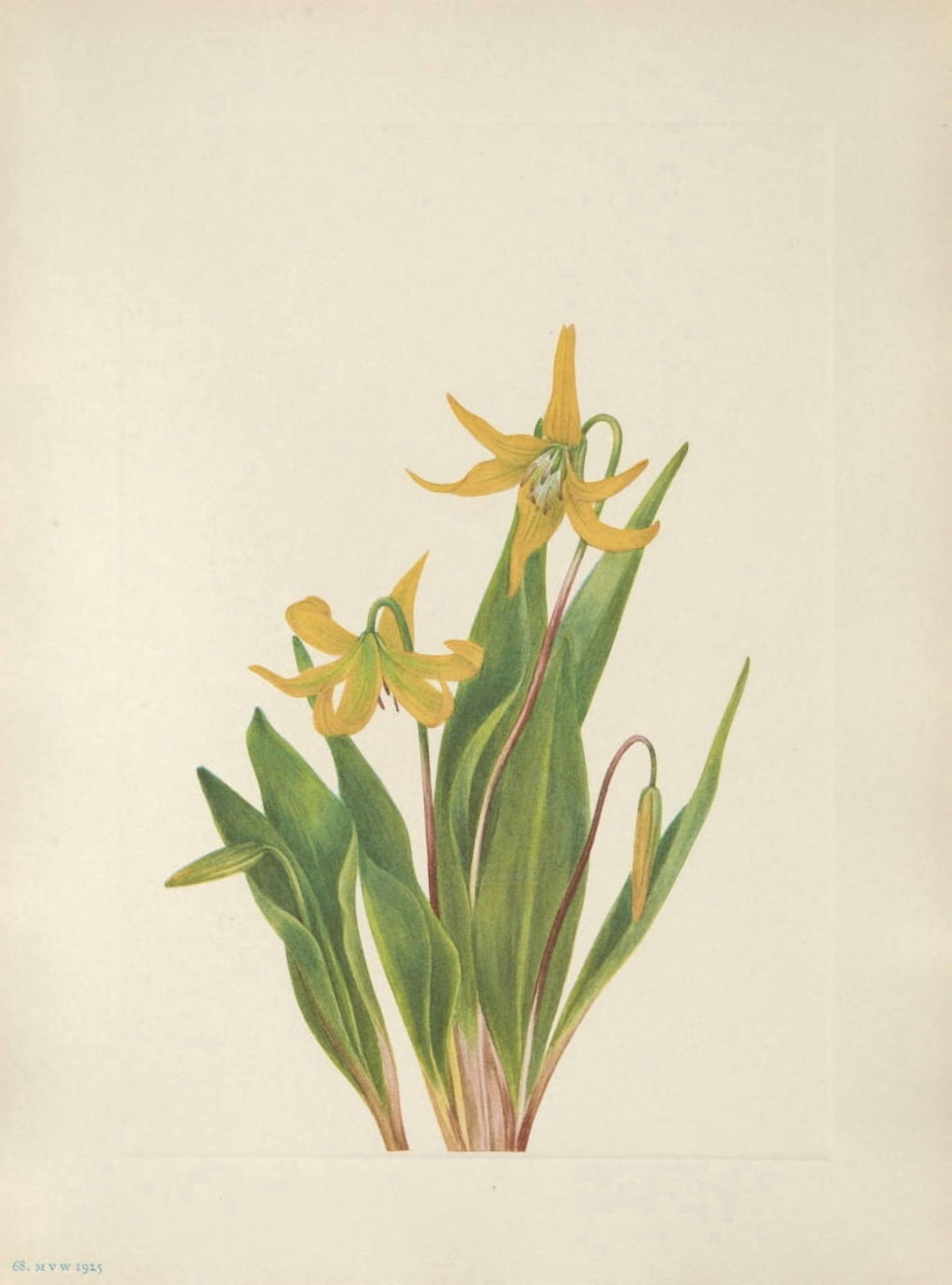 N American Wild Flowers 1925 Glacierlily Canvas Art - Mary V Walcott (18 x 24)