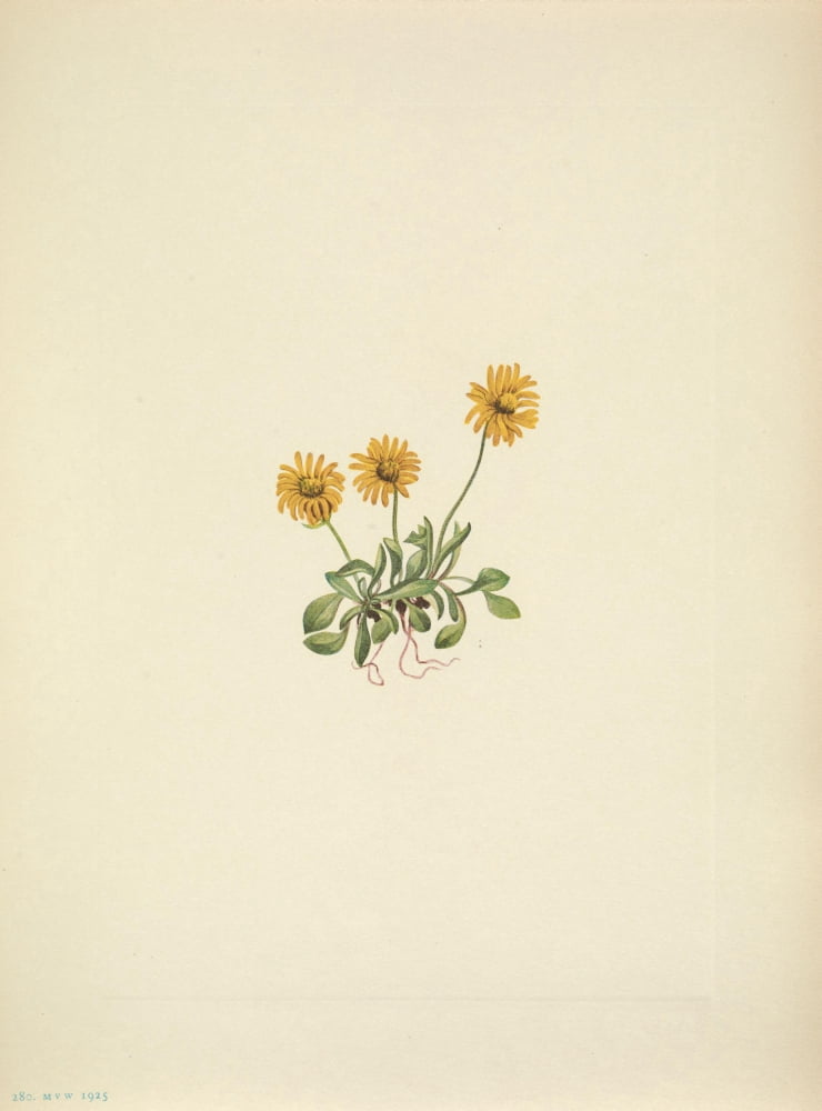 N American Wild Flowers 1925 Golden Fleabane Canvas Art - Mary V Walcott (18 x 24)