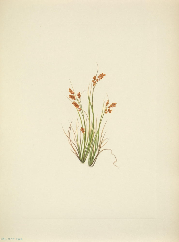 N American Wild Flowers 1925 Golden Sedge Canvas Art - Mary V Walcott (18 x 24)