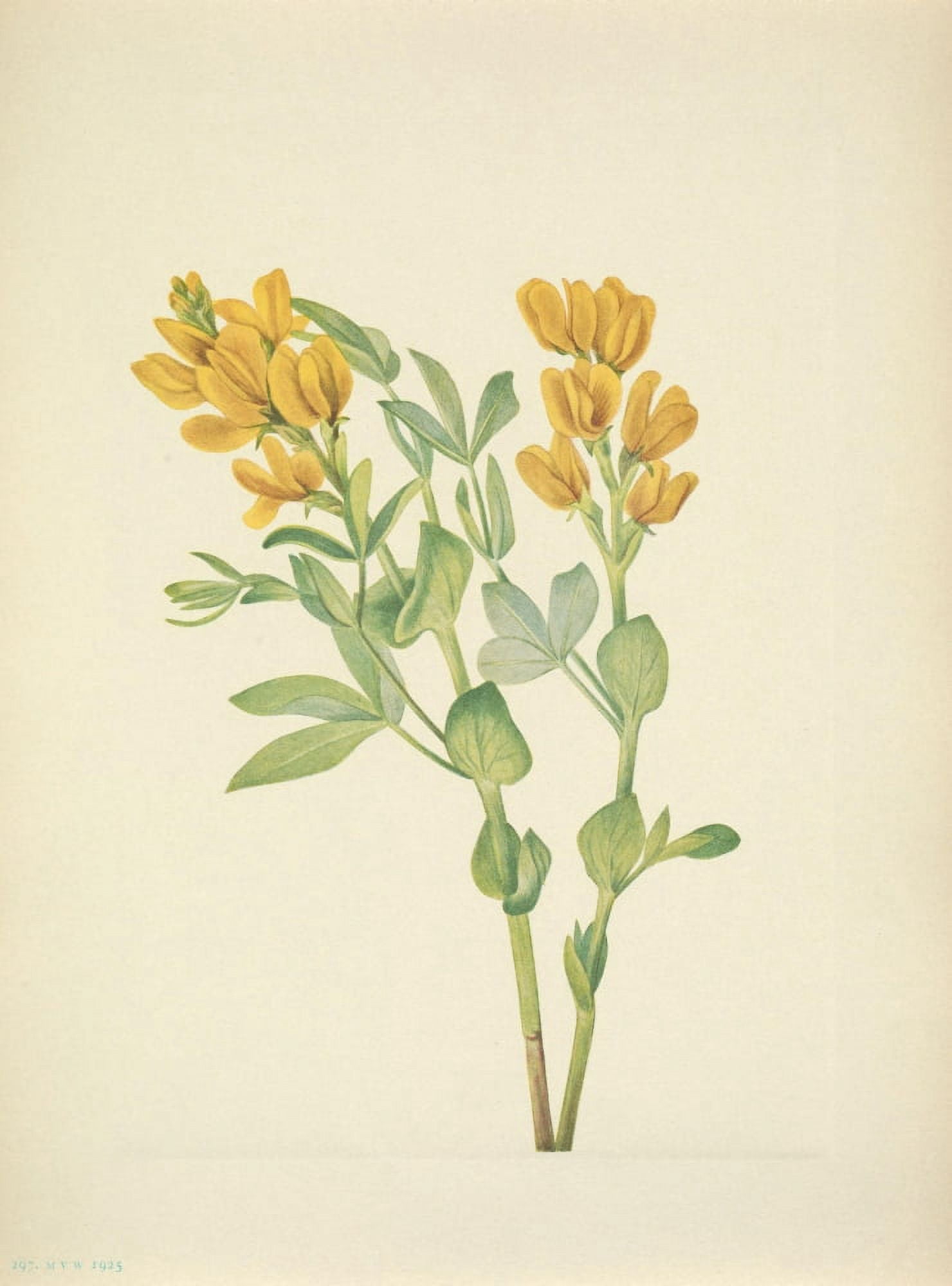 N American Wild Flowers 1925 Goldenpea Canvas Art - Mary V Walcott (18 x 24)