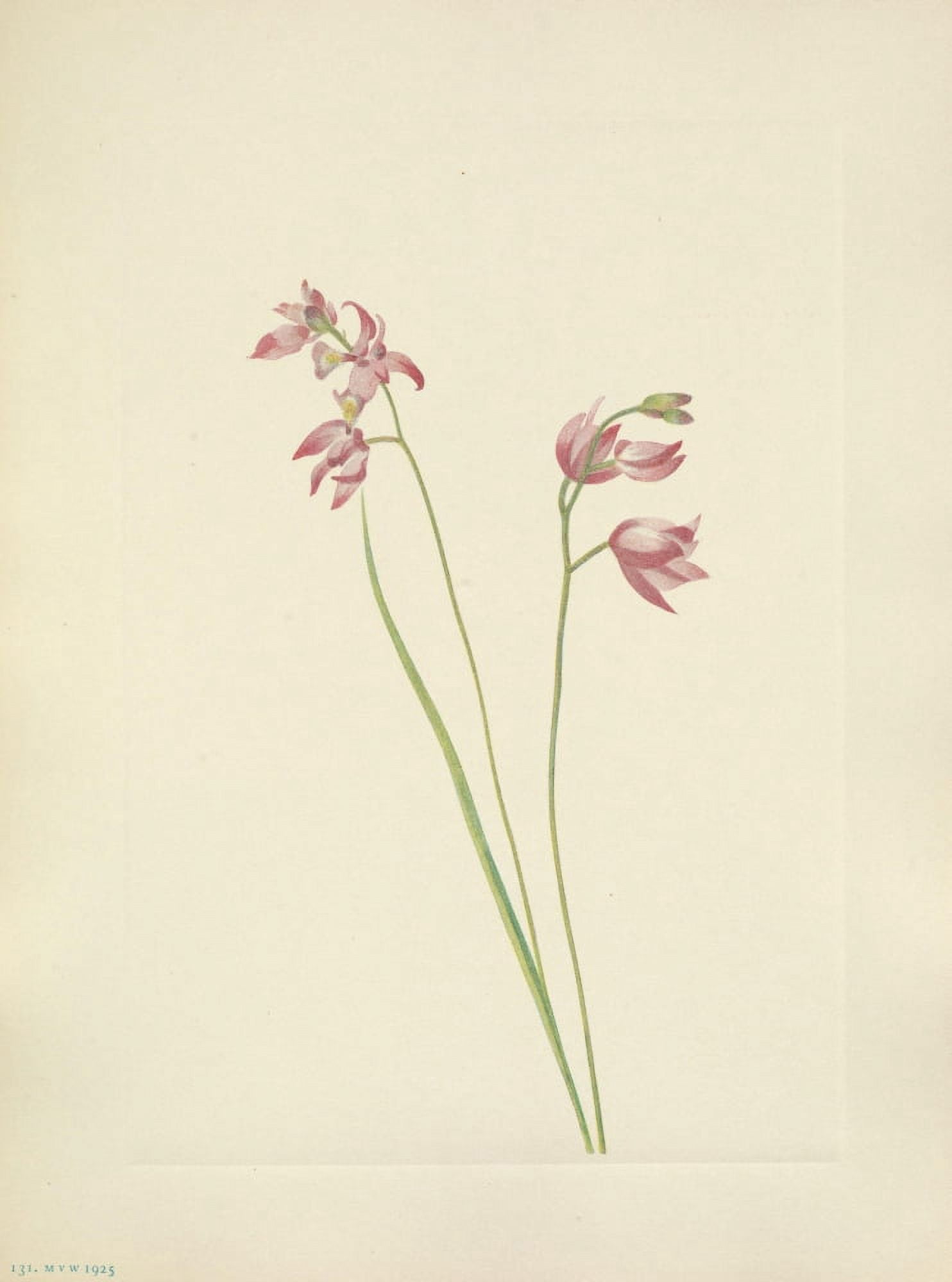 N American Wild Flowers 1925 Grass-pink Orchid Canvas Art - Mary V Walcott (18 x 24)