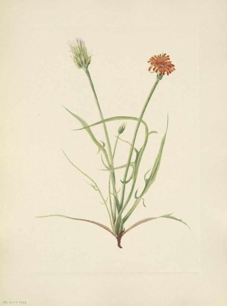 N American Wild Flowers 1925 Grassleaf Agoseris Canvas Art - Mary V Walcott (18 x 24)