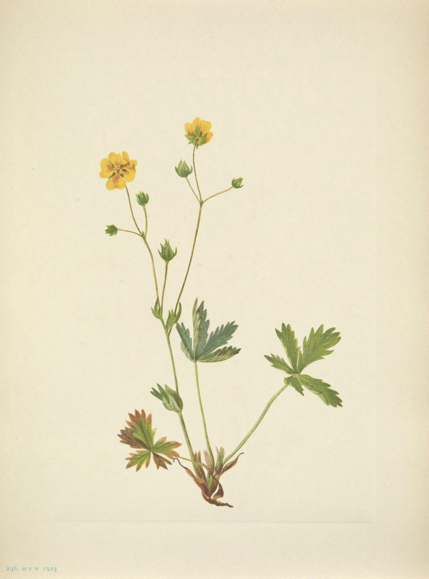 N American Wild Flowers 1925 Grayleaf Fivefinger Canvas Art - Mary V Walcott (18 x 24)