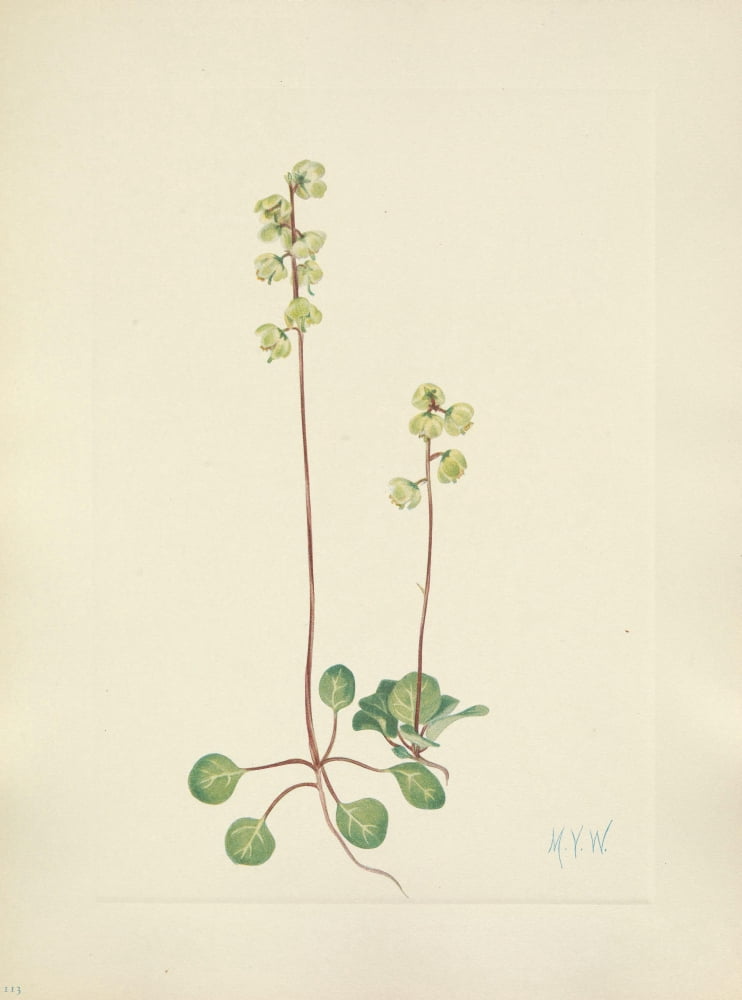 N American Wild Flowers 1925 Green Pyrola Canvas Art - Mary V Walcott (24 x 36)