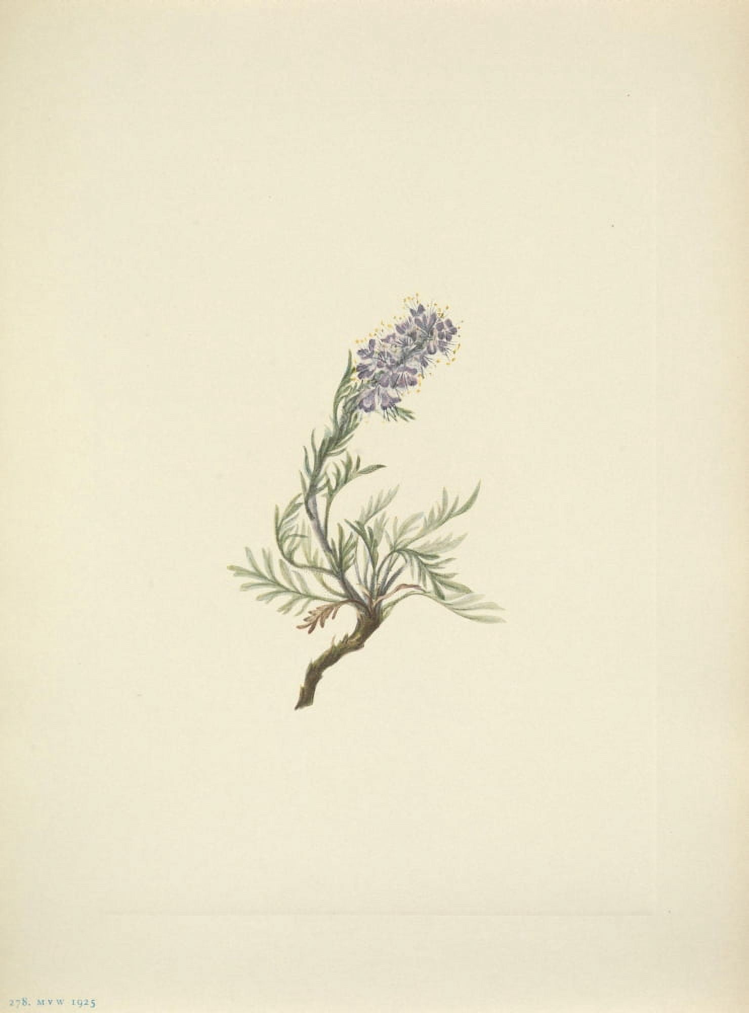 N American Wild Flowers 1925 Grey Phacelia Canvas Art - Mary V Walcott (18 x 24)