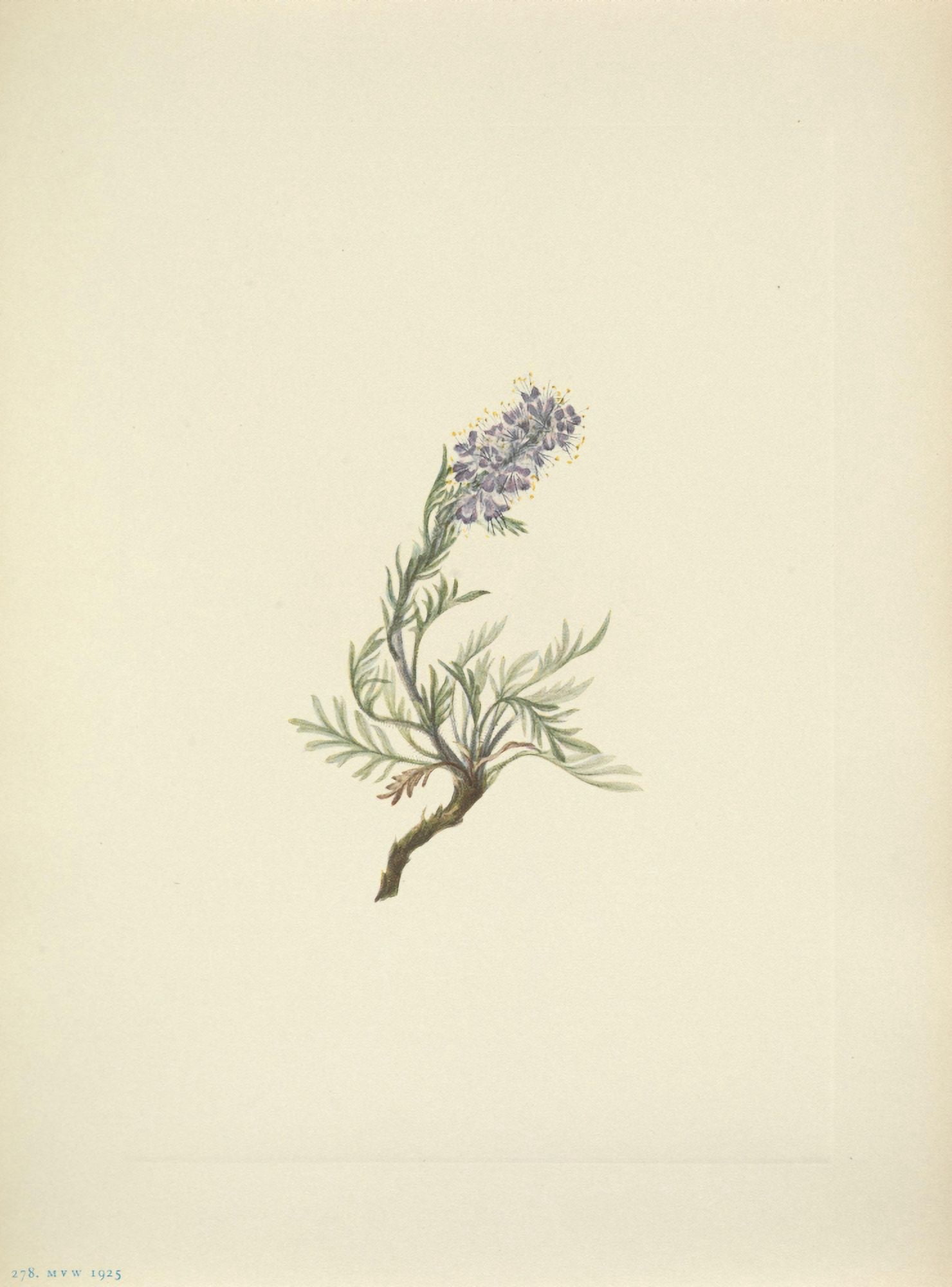 N American Wild Flowers 1925 Grey Phacelia Canvas Art - Mary V Walcott (24 x 36)