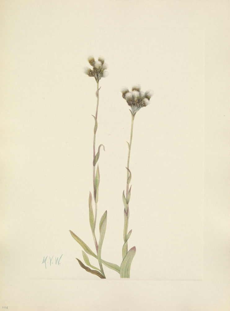 N American Wild Flowers 1925 Grey Pussytoes Canvas Art - Mary V Walcott (18 x 24)