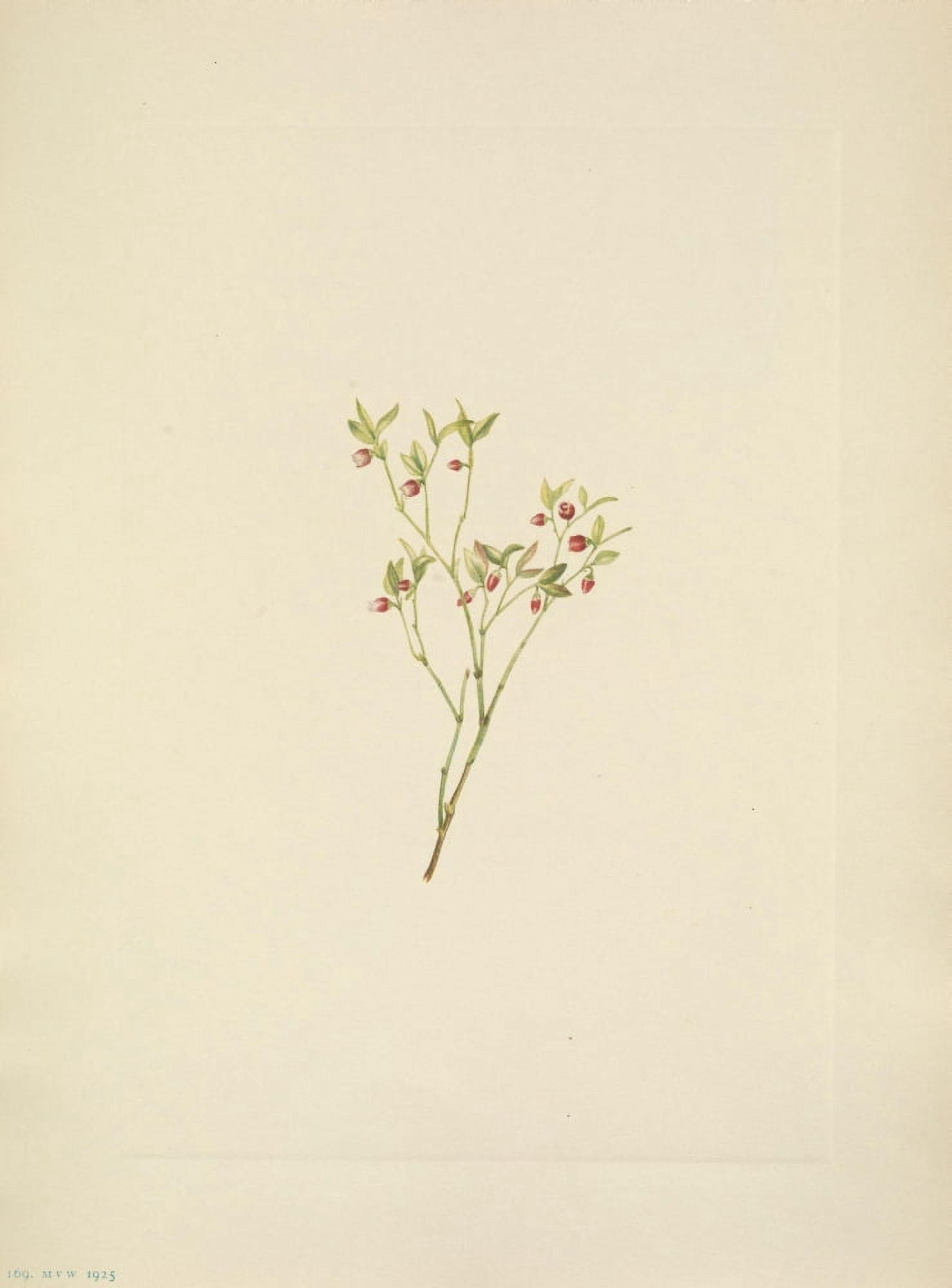 N American Wild Flowers 1925 Grouse Whortleberry flower Canvas Art - Mary V Walcott (24 x 36)