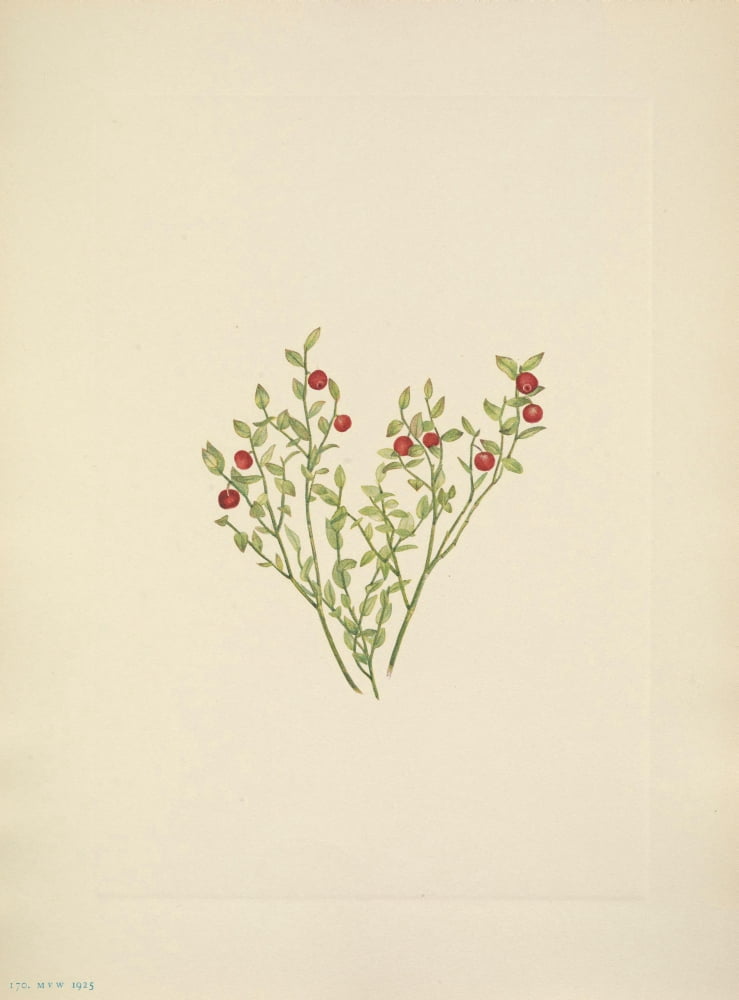 N American Wild Flowers 1925 Grouse Whortleberry fruit Canvas Art - Mary V Walcott (24 x 36)
