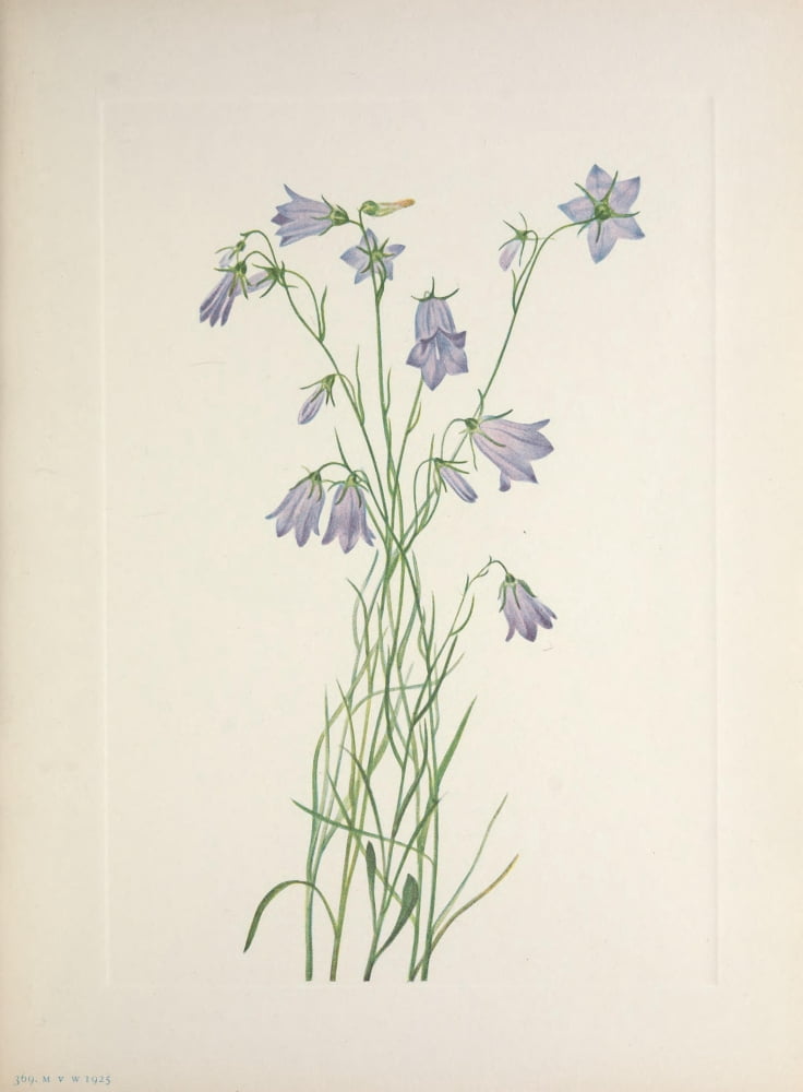 N American Wild Flowers 1925 Harebell Canvas Art - Mary V Walcott (18 x 24)