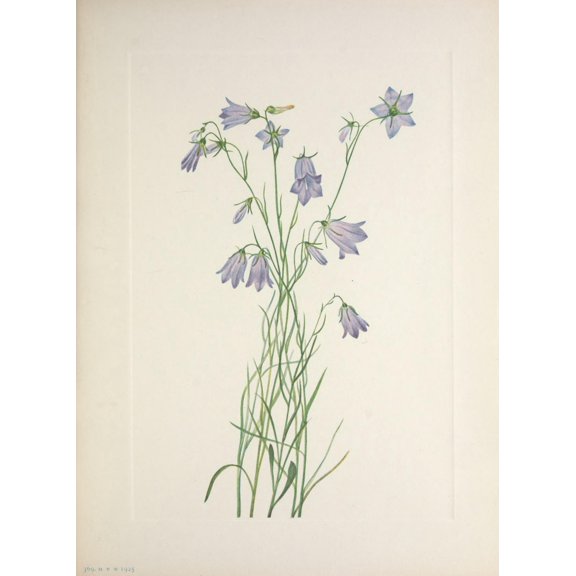 N American Wild Flowers 1925 Harebell Canvas Art - Mary V Walcott (18 x 24)