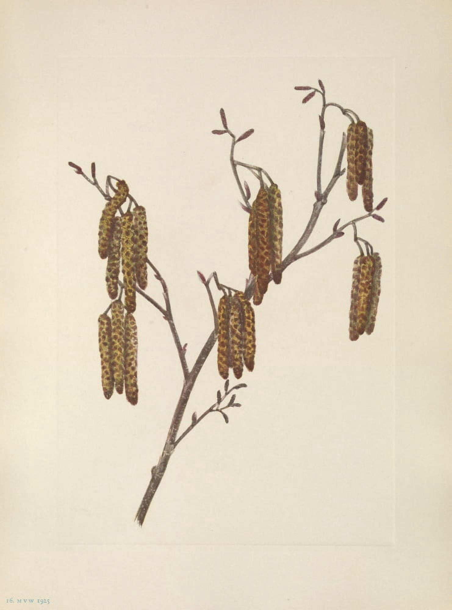 N American Wild Flowers 1925 Hazel Alder Canvas Art - Mary V Walcott (18 x 24)