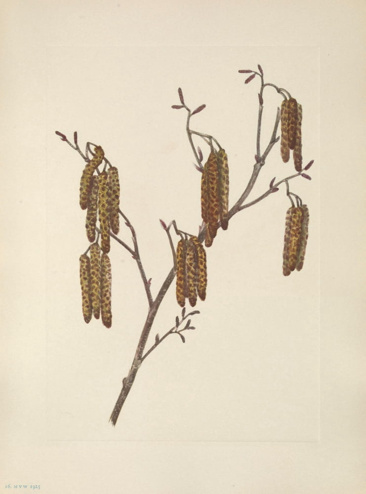 N American Wild Flowers 1925 Hazel Alder Canvas Art - Mary V Walcott (24 x 36)