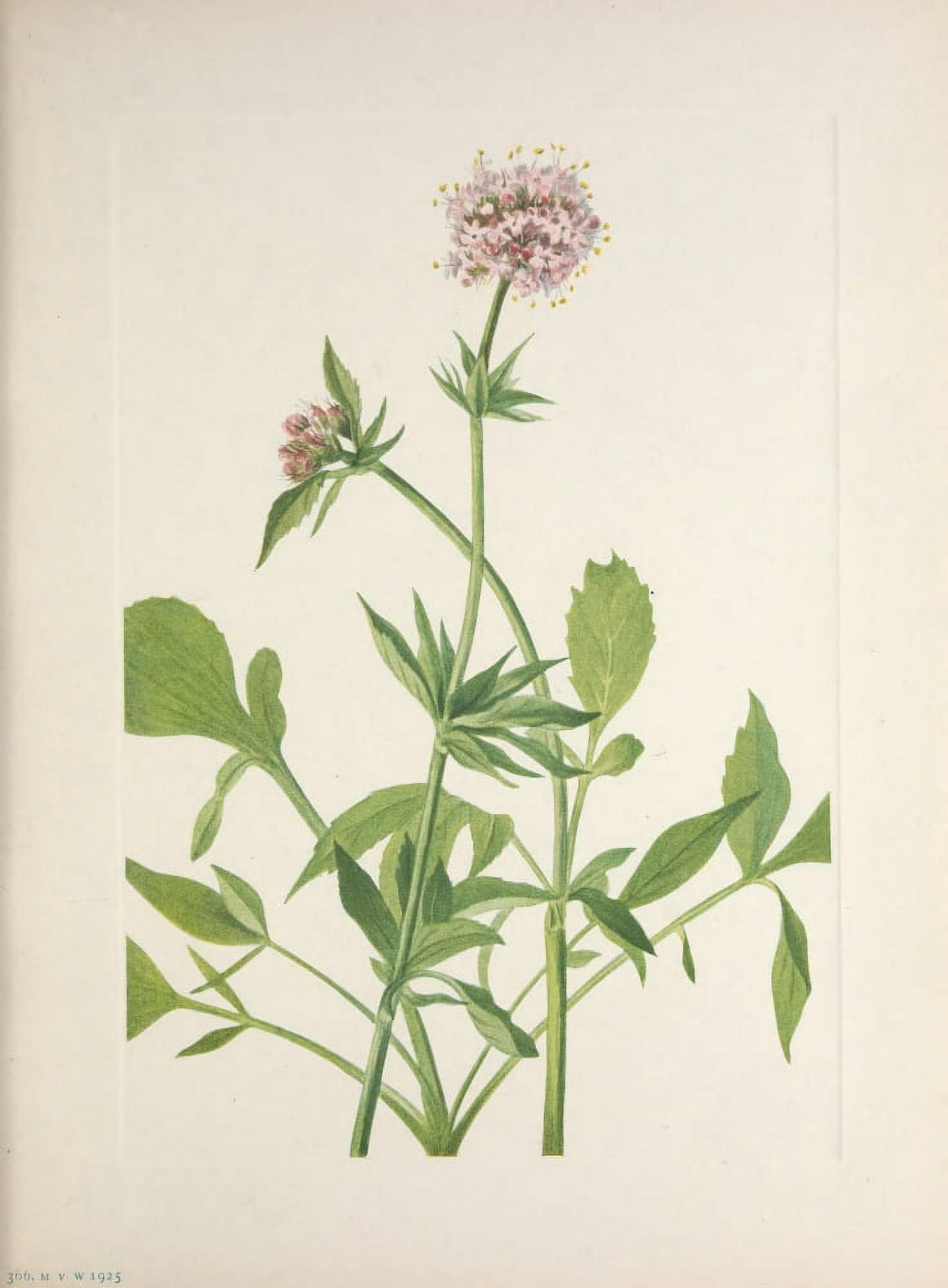 N American Wild Flowers 1925 Heliotrope Valerian Canvas Art - Mary V Walcott (24 x 36)