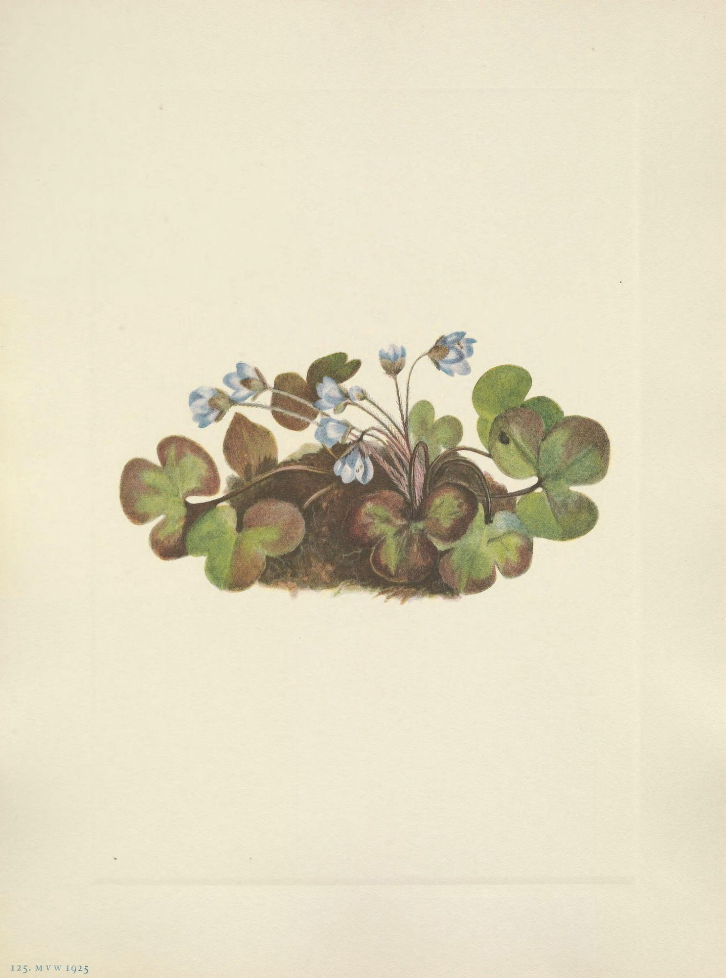 N American Wild Flowers 1925 Hepatica Canvas Art - Mary V Walcott (18 x 24)