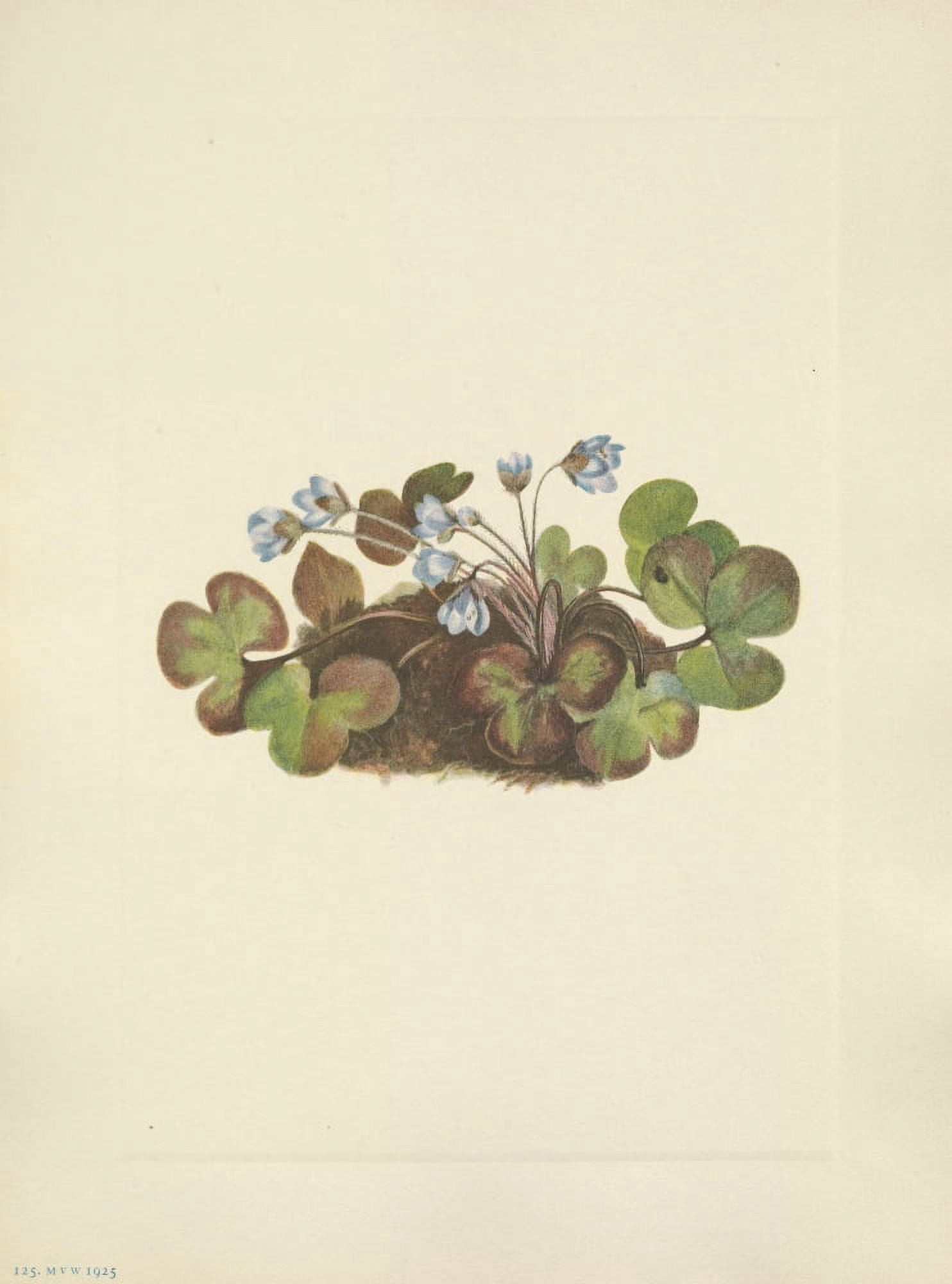 N American Wild Flowers 1925 Hepatica Canvas Art - Mary V Walcott (24 x 36)