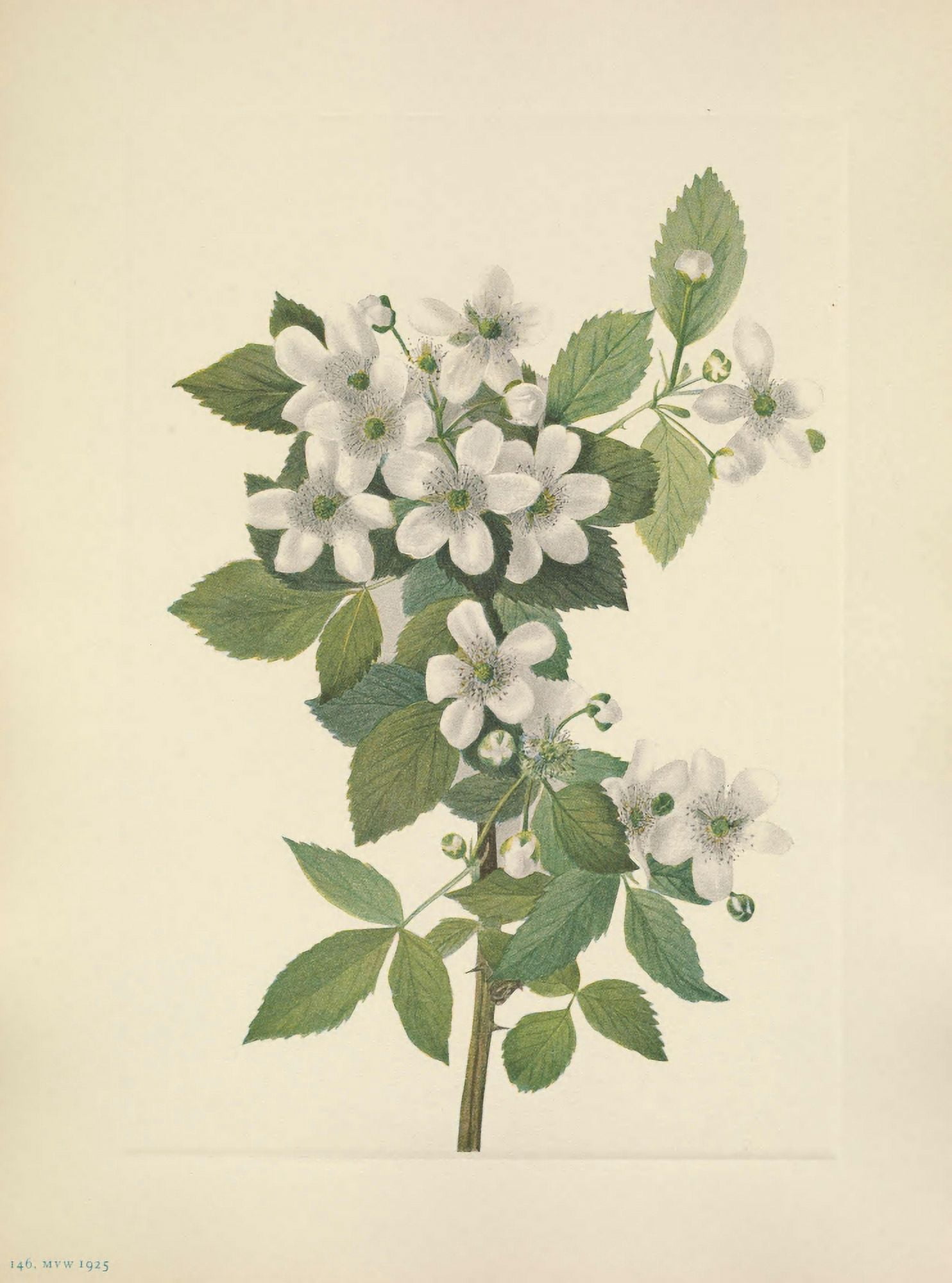 N American Wild Flowers 1925 Highbush Blackberry Canvas Art - Mary V Walcott (18 x 24)