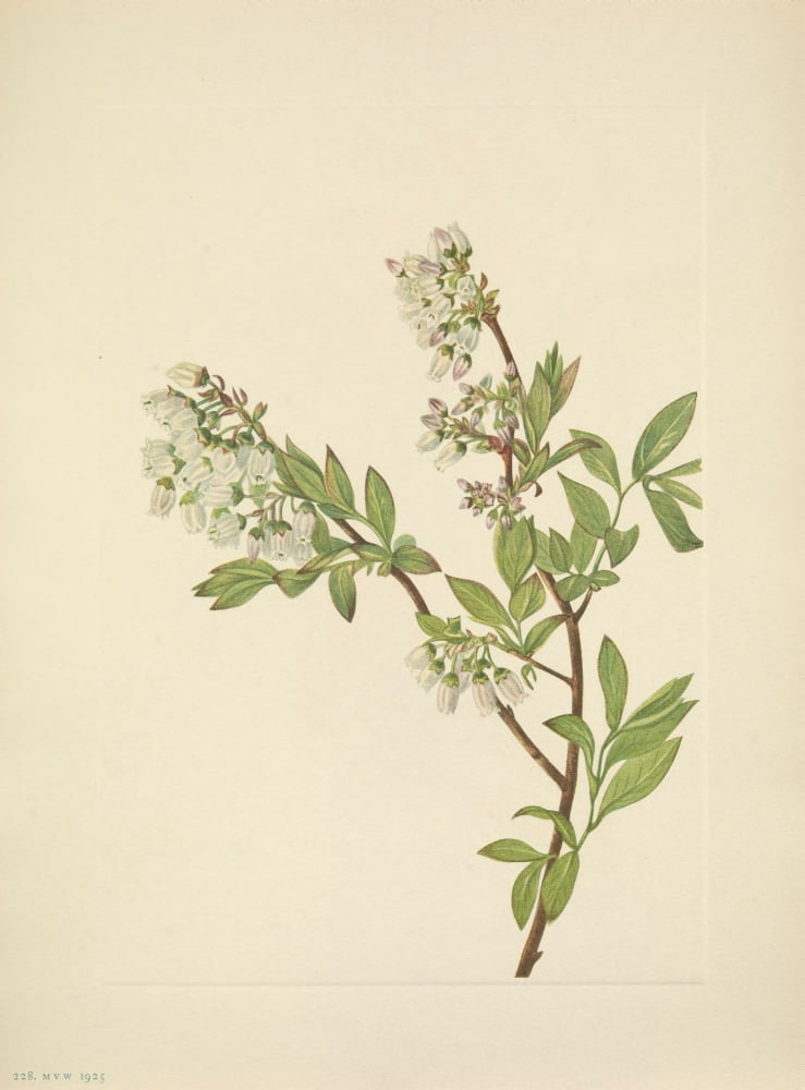 N American Wild Flowers 1925 Highbush Blueberry Canvas Art - Mary V Walcott (24 x 36)