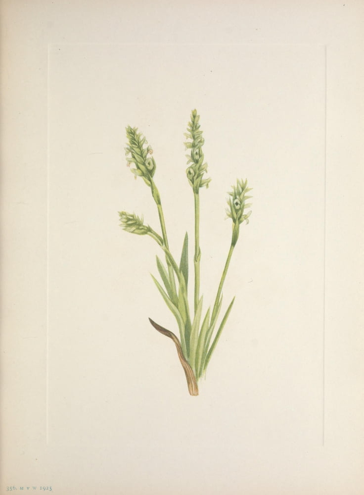 N American Wild Flowers 1925 Hooded Ladies-tresses Canvas Art - Mary V Walcott (24 x 36)