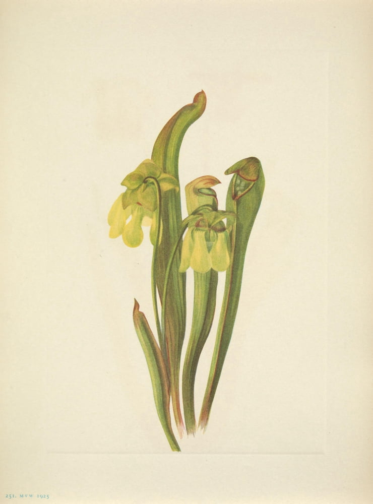N American Wild Flowers 1925 Hooded Pitcherplant Canvas Art - Mary V Walcott (24 x 36)