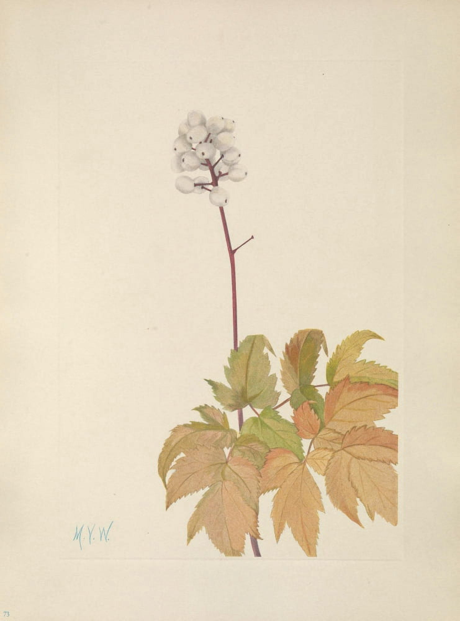 N American Wild Flowers 1925 Ivory Baneberry Canvas Art - Mary V Walcott (24 x 36)