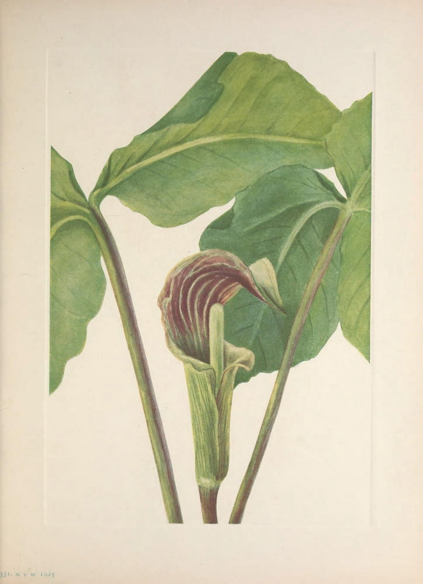 N American Wild Flowers 1925 Jack-in-the-pulpit Canvas Art - Mary V Walcott (18 x 24)