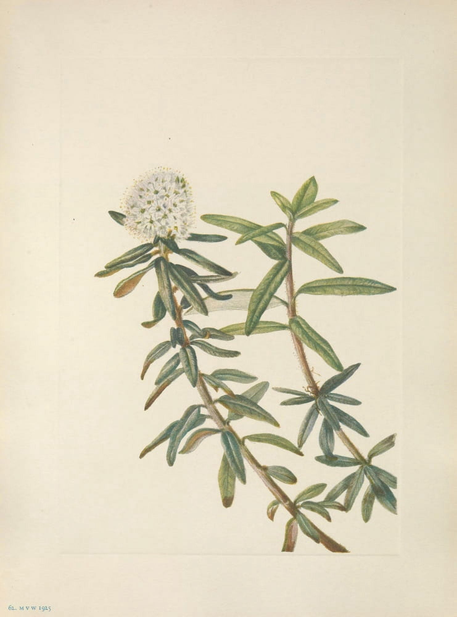 N American Wild Flowers 1925 Labrador-tea Canvas Art - Mary V Walcott (18 x 24)