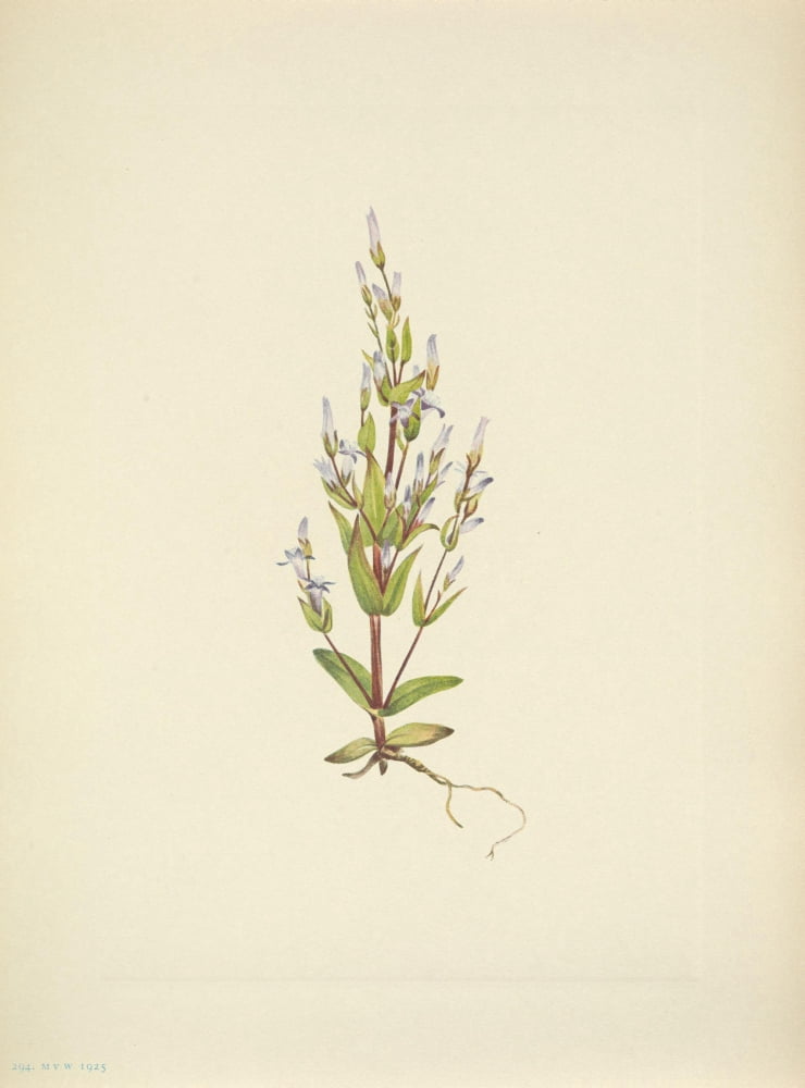 N American Wild Flowers 1925 Ladder Gentian Canvas Art - Mary V Walcott (18 x 24)