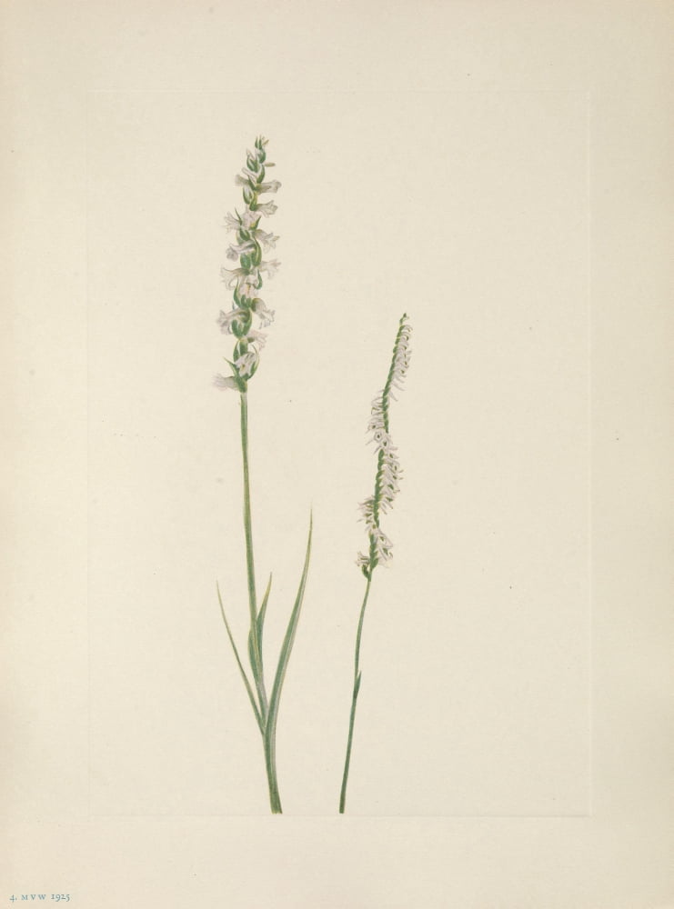 N American Wild Flowers 1925 Ladies Tresses Canvas Art - Mary V Walcott (24 x 36)
