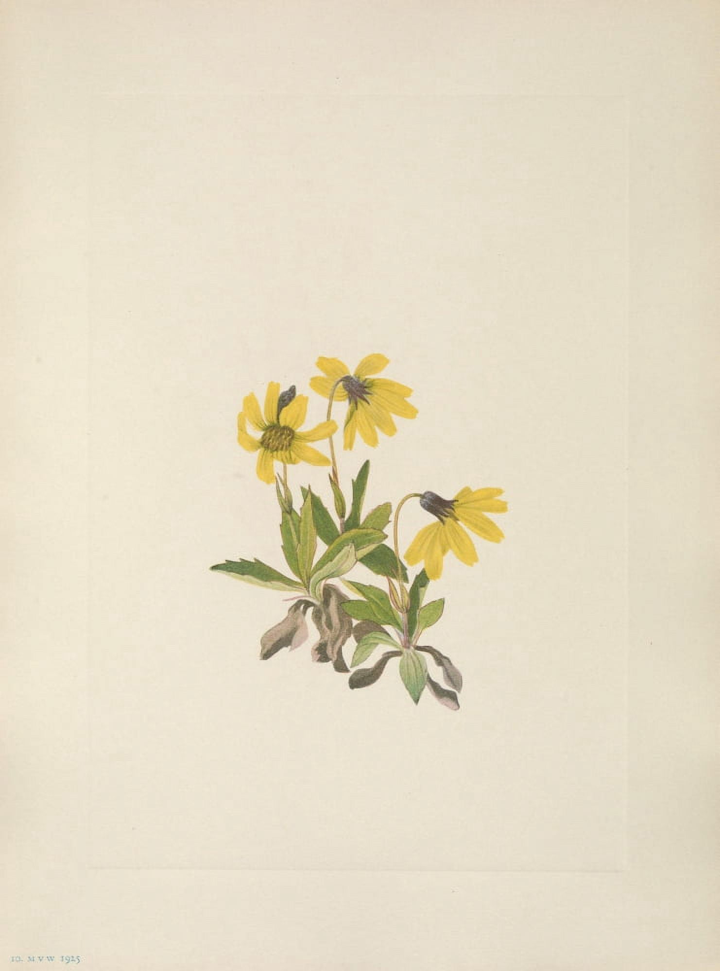 N American Wild Flowers 1925 Lake Louise Arnica Canvas Art - Mary V Walcott (24 x 36)