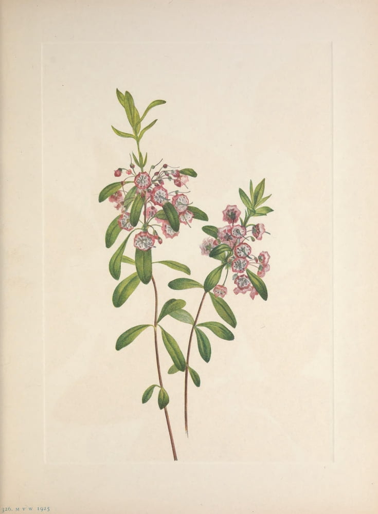N American Wild Flowers 1925 Lambkill Canvas Art - Mary V Walcott (24 x 36)