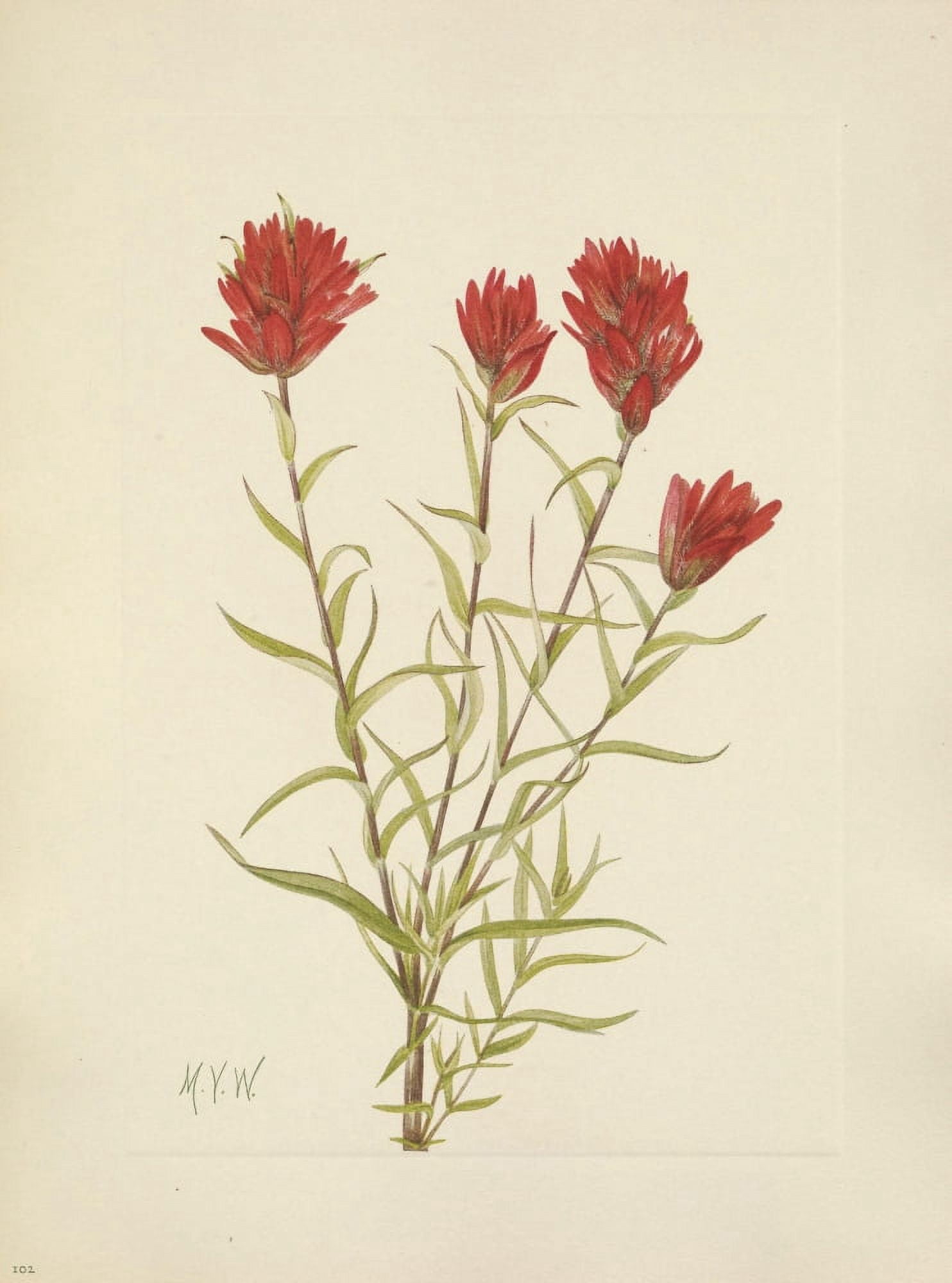 N American Wild Flowers 1925 Lanceleaf Paintbrush Canvas Art - Mary V Walcott (24 x 36)