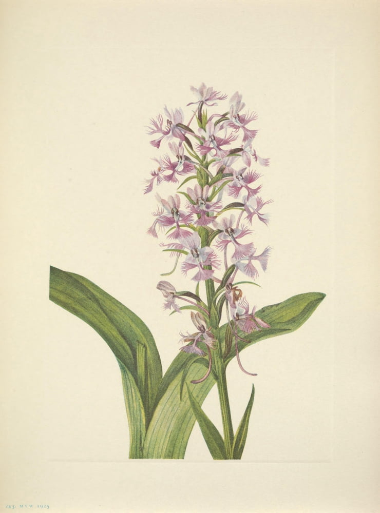N American Wild Flowers 1925 Large Purple-fringe Orchid Canvas Art - Mary V Walcott (18 x 24)