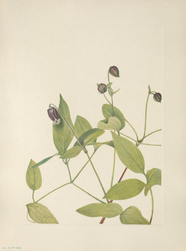 N American Wild Flowers 1925 Leatherflower Canvas Art - Mary V Walcott (18 x 24)